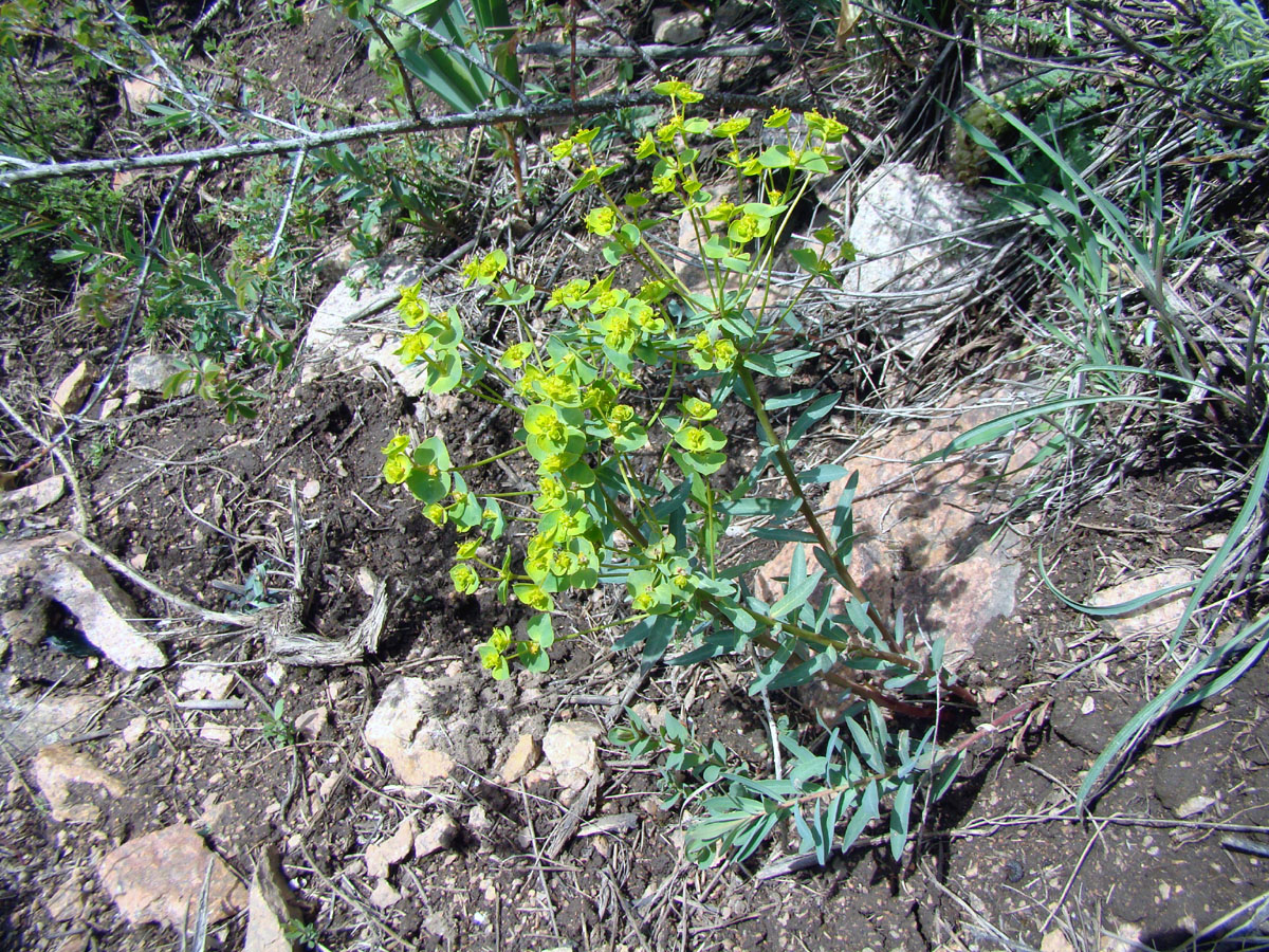 Изображение особи Euphorbia subcordata.