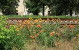 Gaillardia aristata