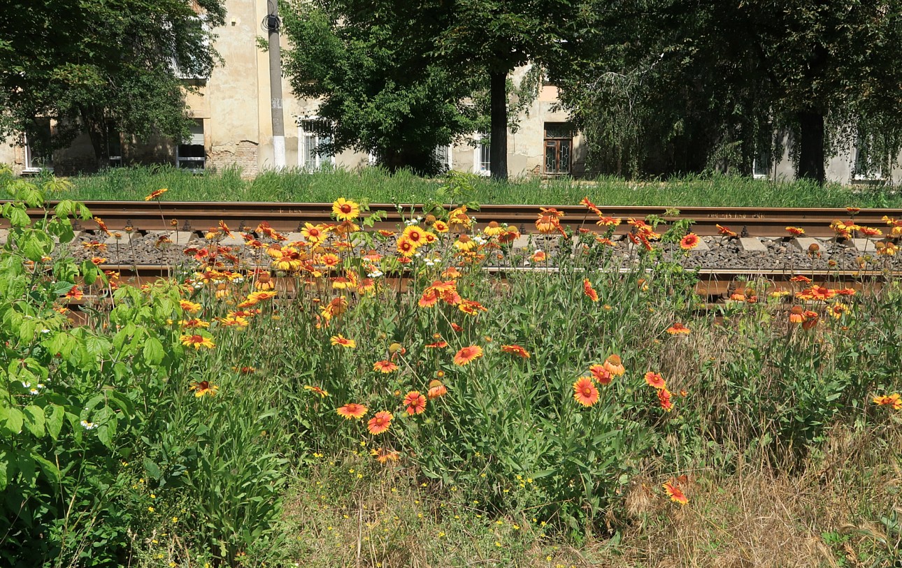 Image of Gaillardia aristata specimen.