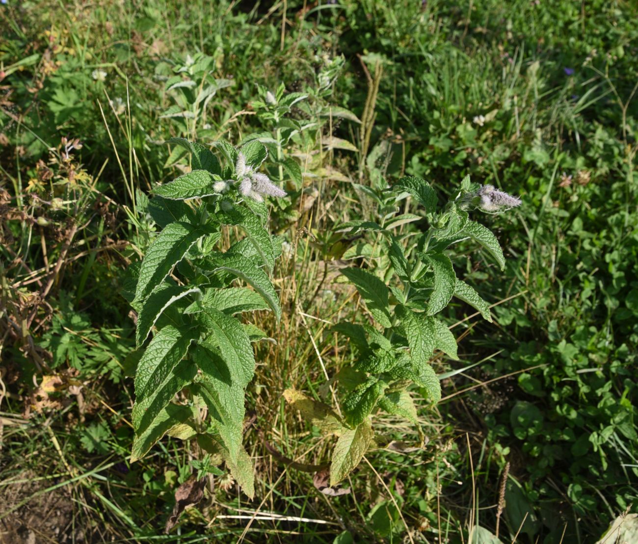 Image of Mentha longifolia specimen.