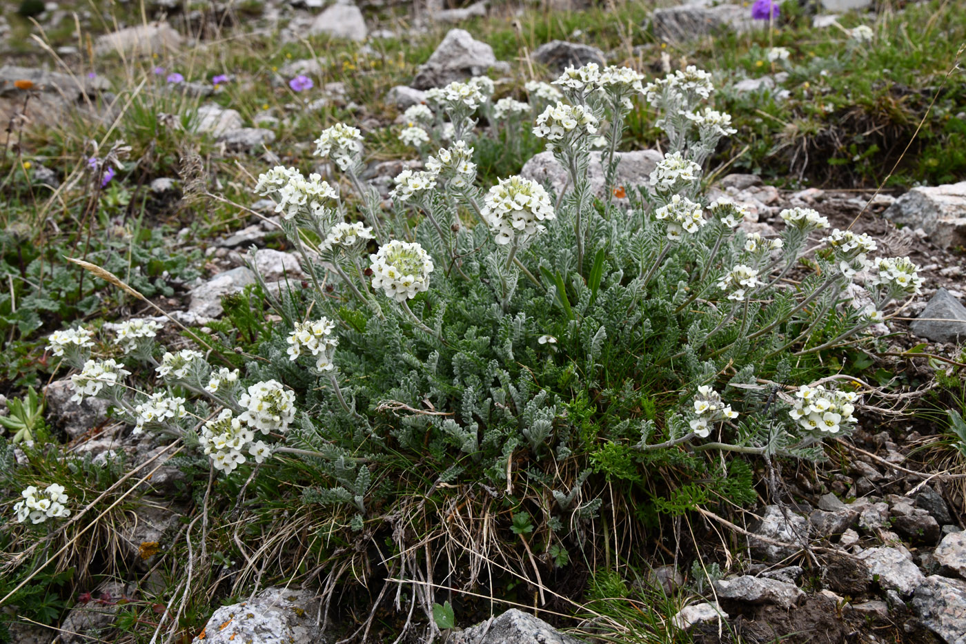 Image of Smelowskia calycina specimen.