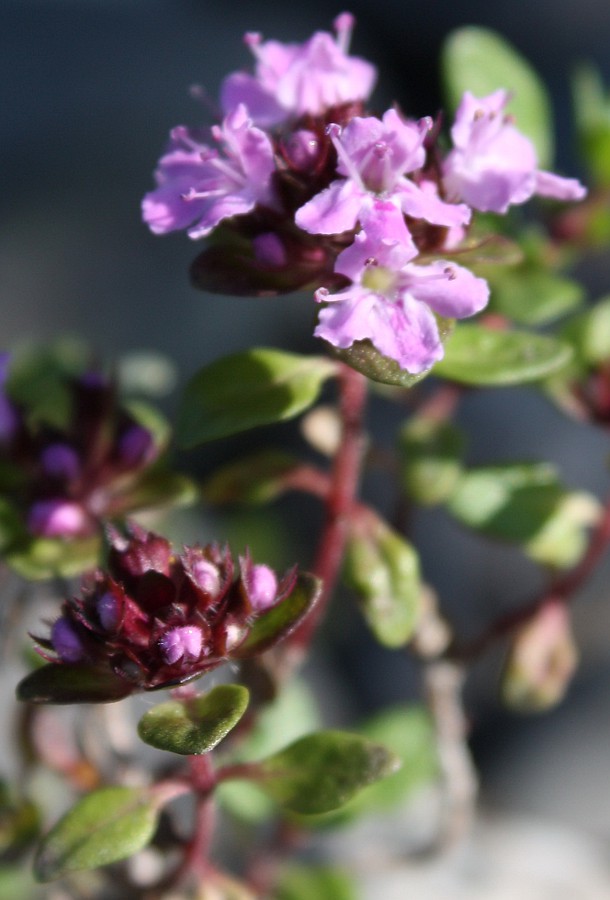 Изображение особи Thymus jenisseensis.