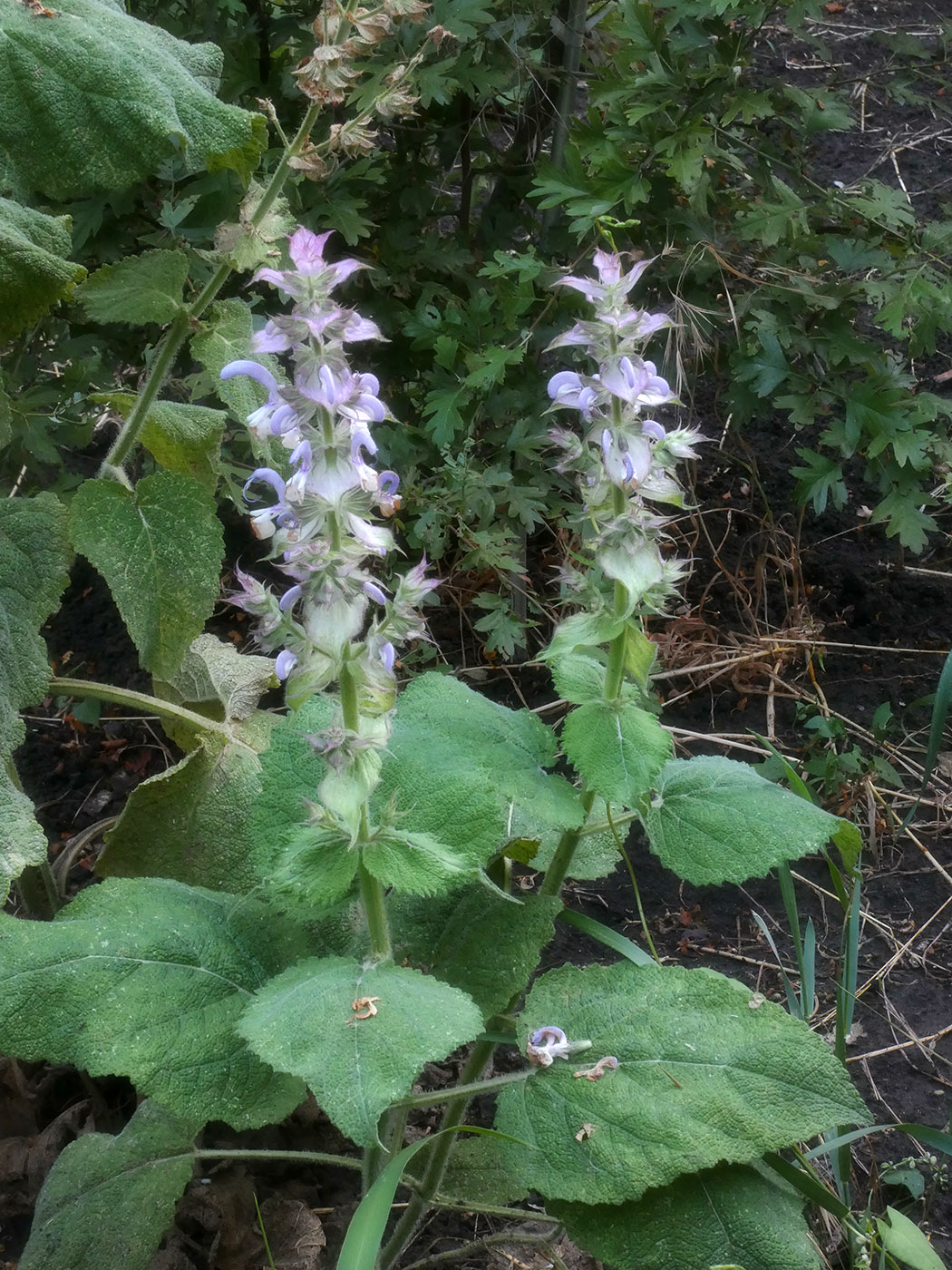 Image of Salvia sclarea specimen.