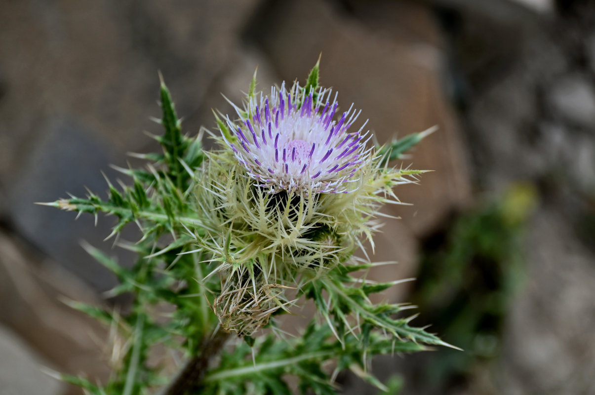 Изображение особи Cirsium obvallatum.