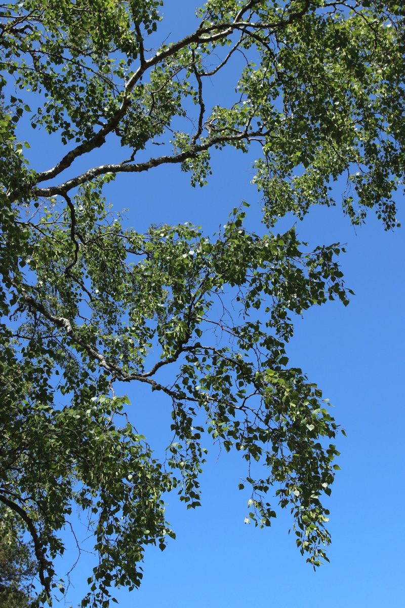 Image of Betula pubescens specimen.