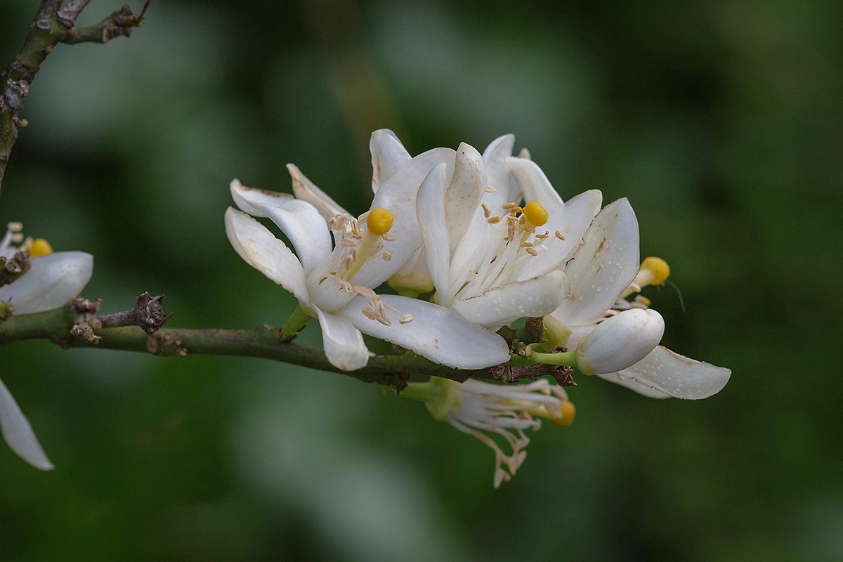 Изображение особи Citrus reticulata.