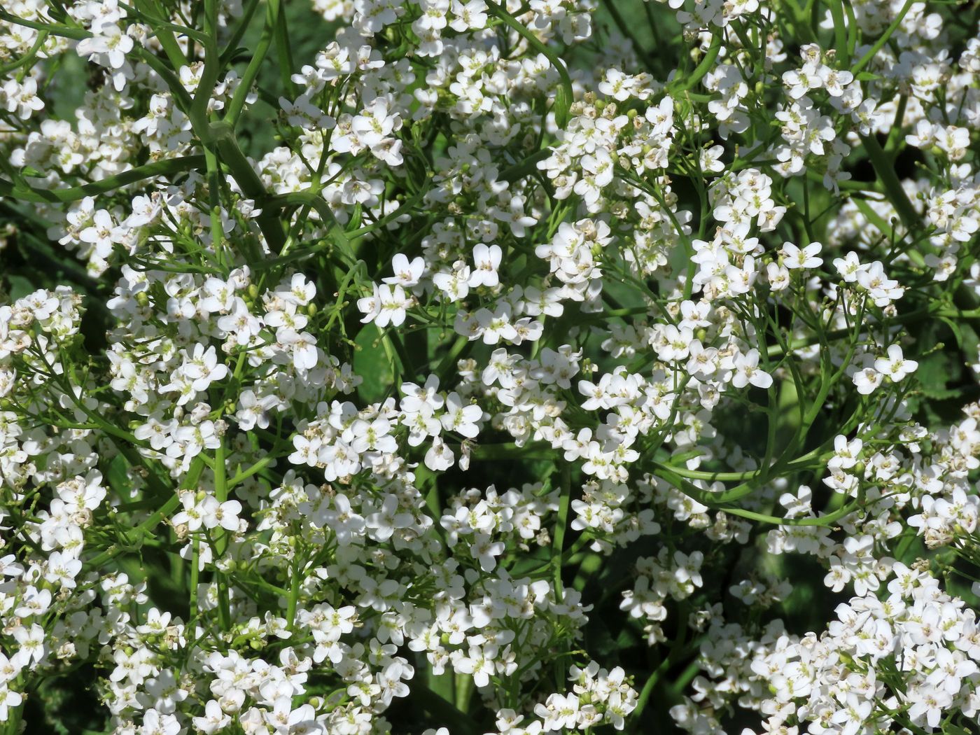 Image of Crambe kotschyana specimen.