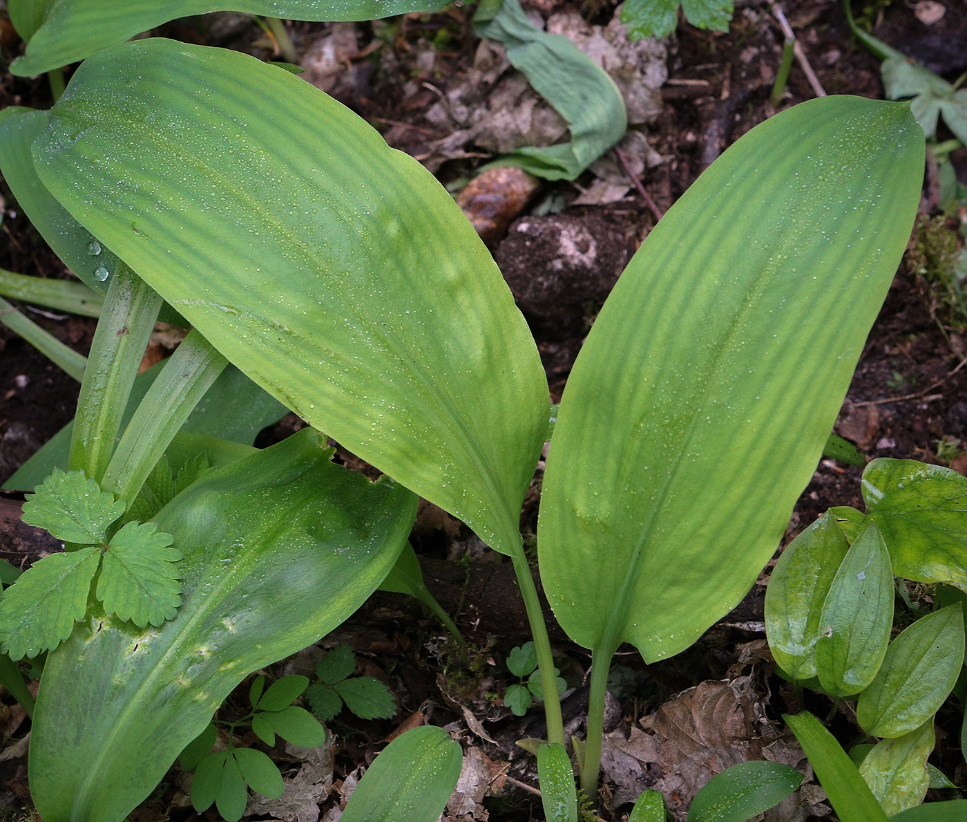 Изображение особи Allium ursinum.