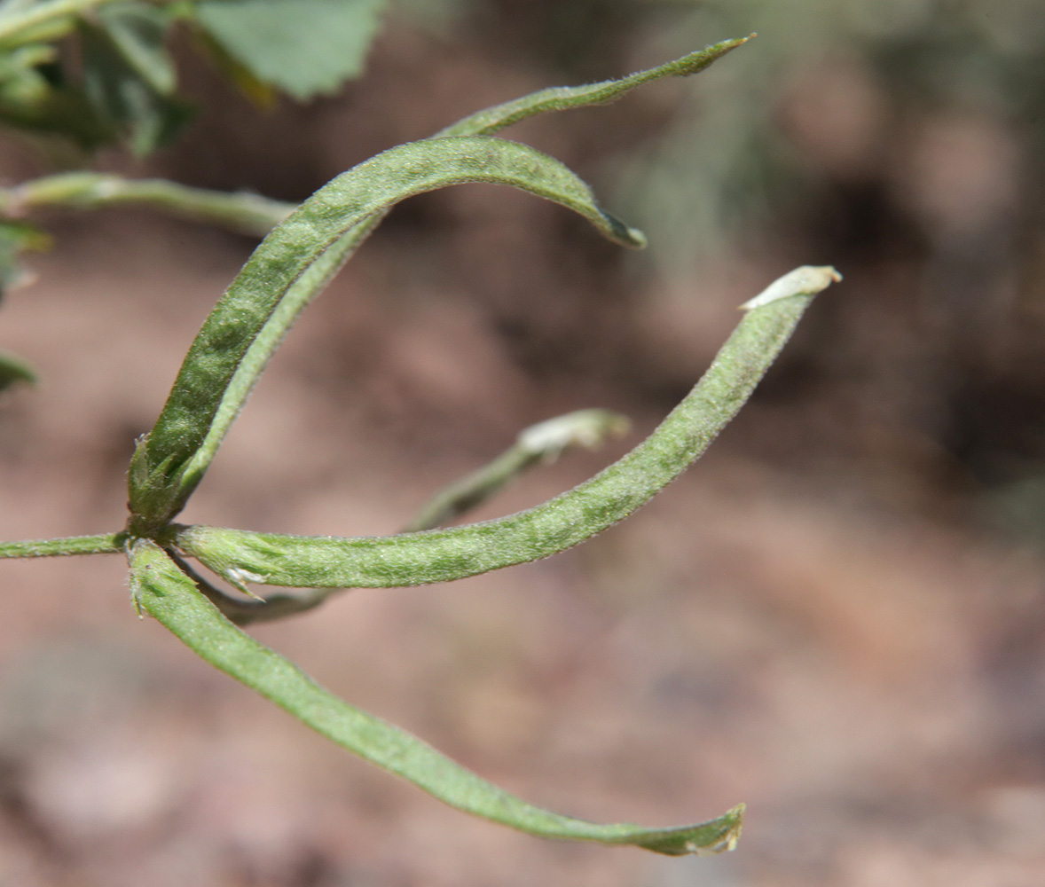 Image of Trigonella arcuata specimen.