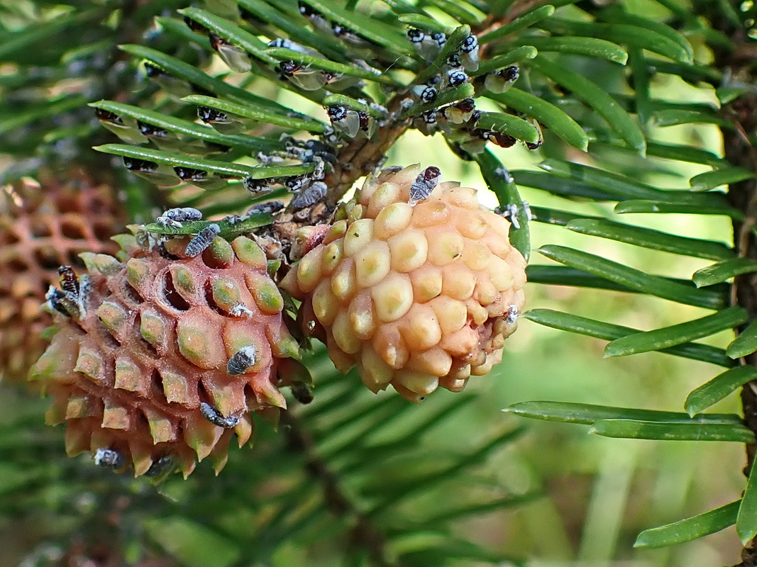 Image of Picea ajanensis specimen.