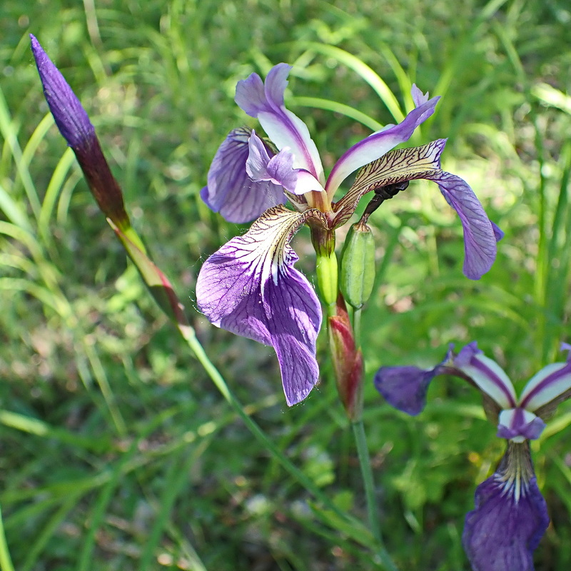 Изображение особи Iris setosa.