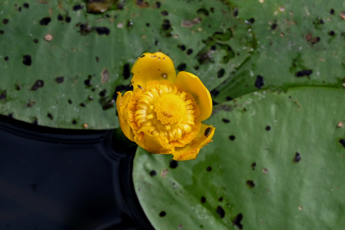 Image of Nuphar lutea specimen.