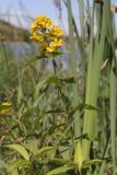 Lysimachia vulgaris. Верхушка цветущего растения. Крым, Симферополь, западный берег Симферопольского вдхр. 01.08.2024.