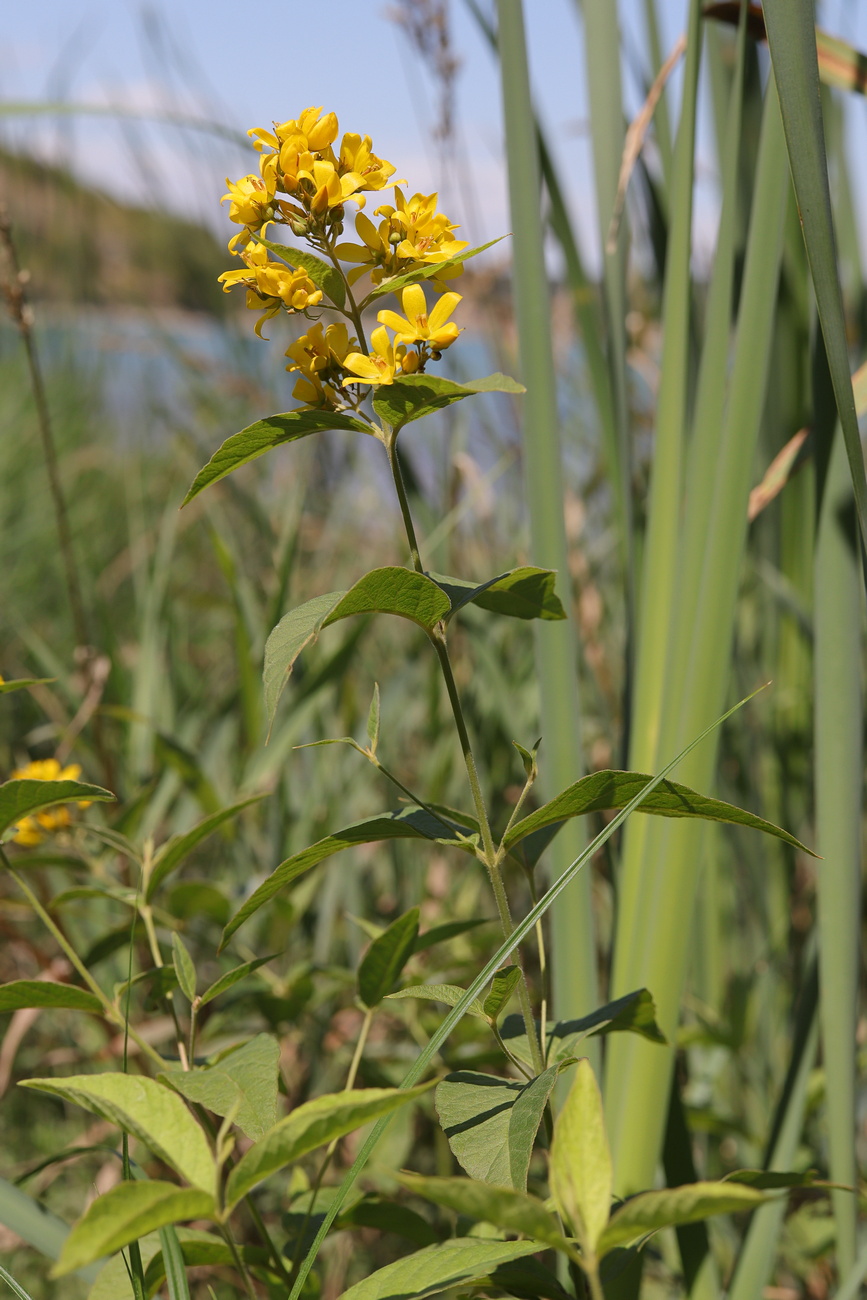 Изображение особи Lysimachia vulgaris.