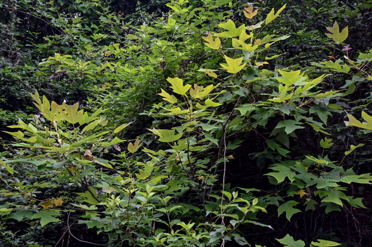 Image of Liriodendron chinense specimen.