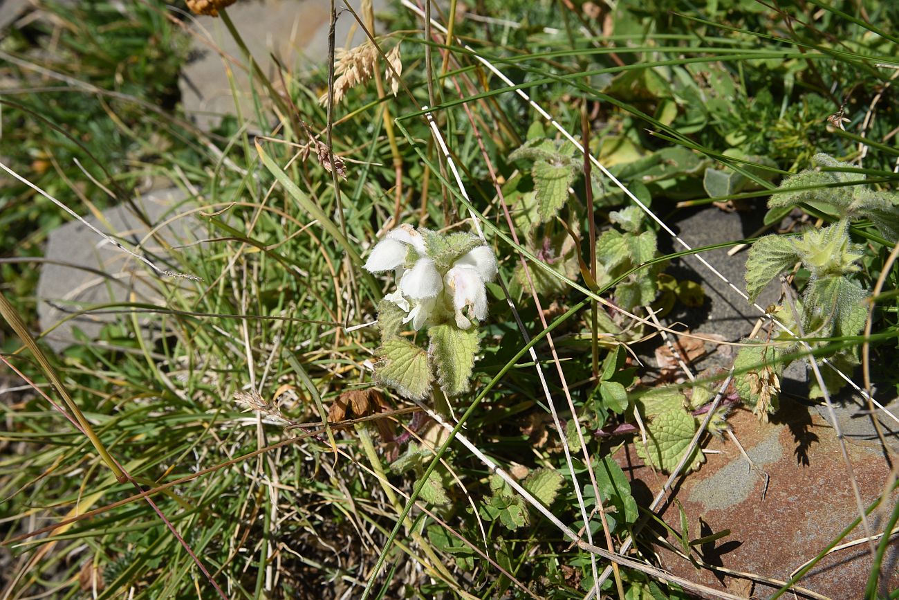 Изображение особи Lamium tomentosum.