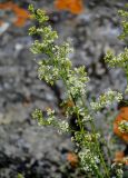 род Galium. Верхушка побега с соцветием. Грузия, Самцхе-Джавахети, окр. крепости Ацкури, каменистый участок лугового склона. 12.06.2023.