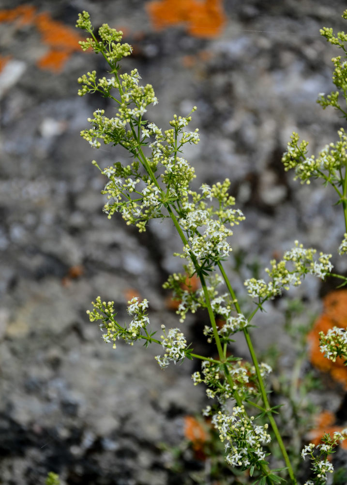 Изображение особи род Galium.