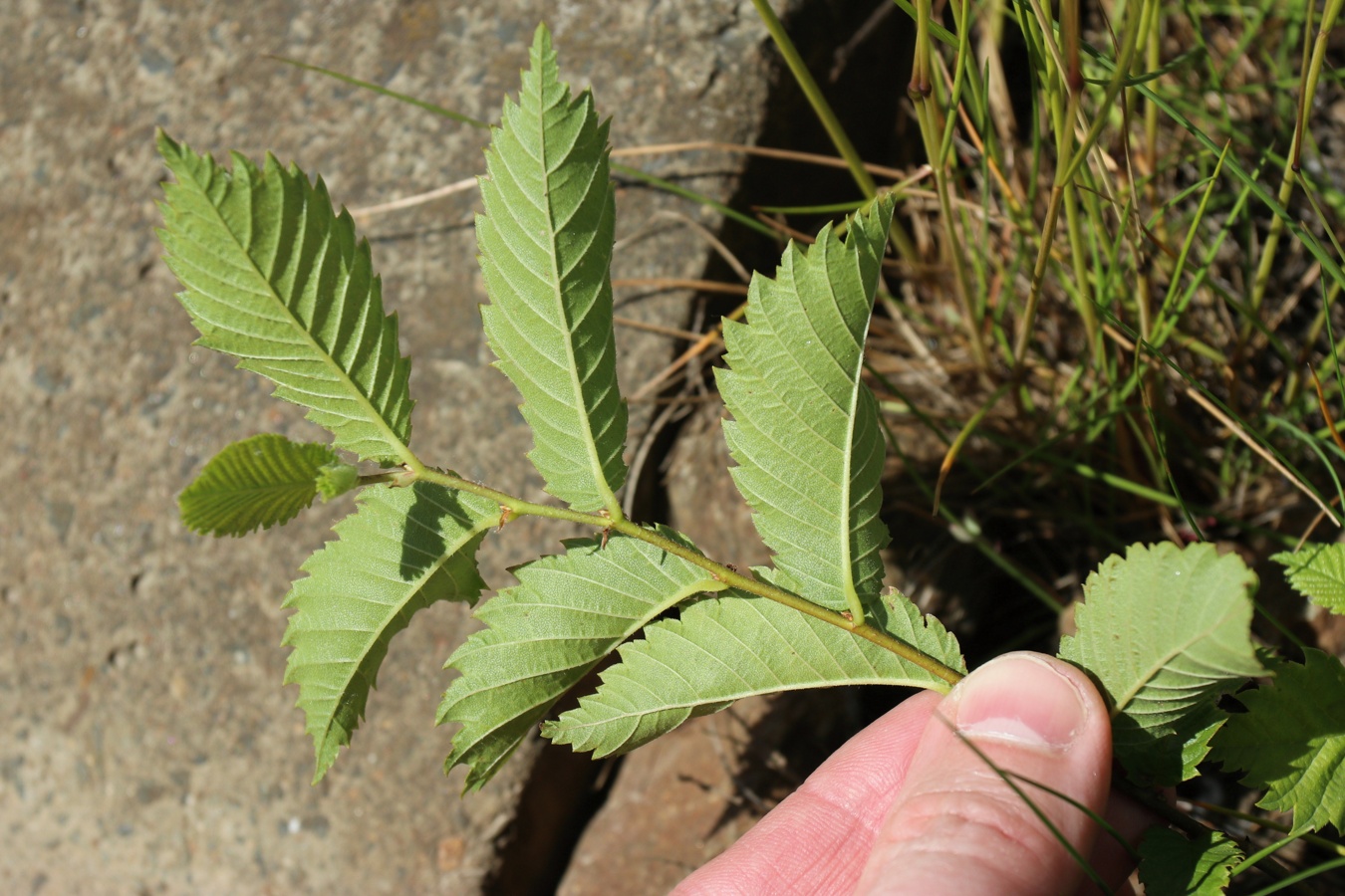 Image of genus Ulmus specimen.