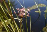 Butomus umbellatus