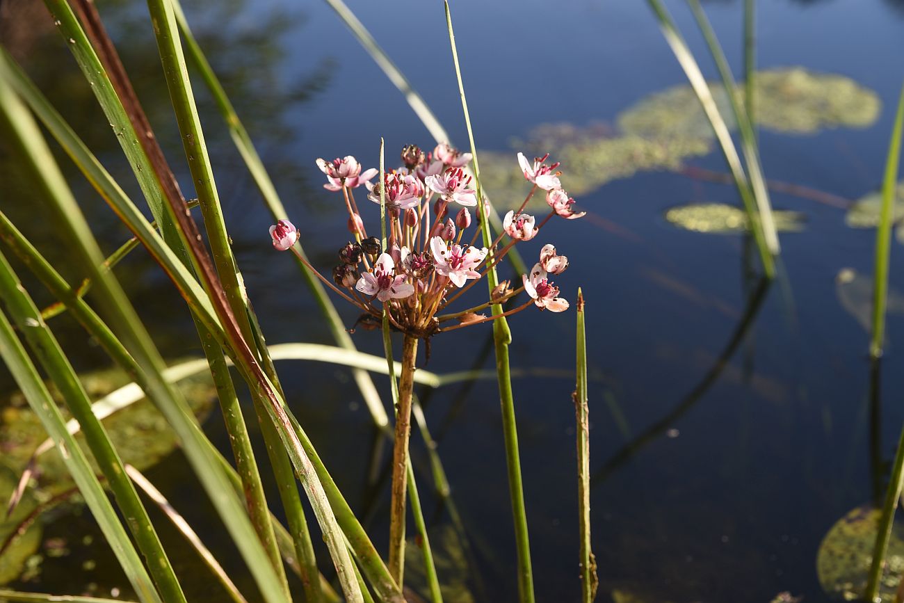 Изображение особи Butomus umbellatus.