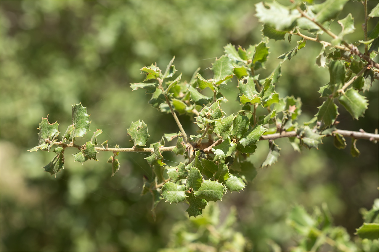 Изображение особи Quercus coccifera.