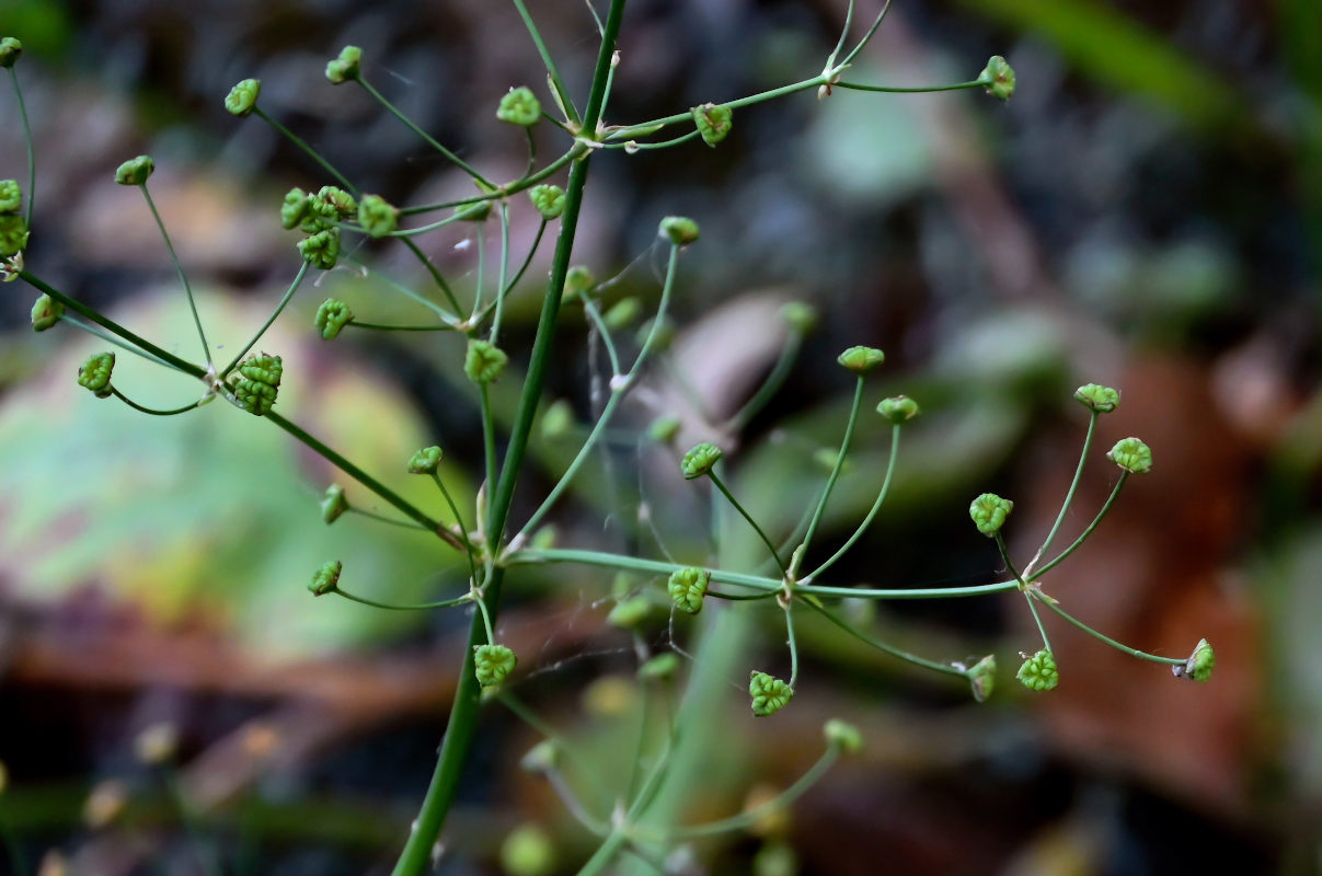 Image of Alisma plantago-aquatica specimen.