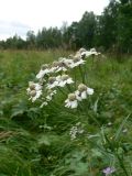 Achillea ptarmica