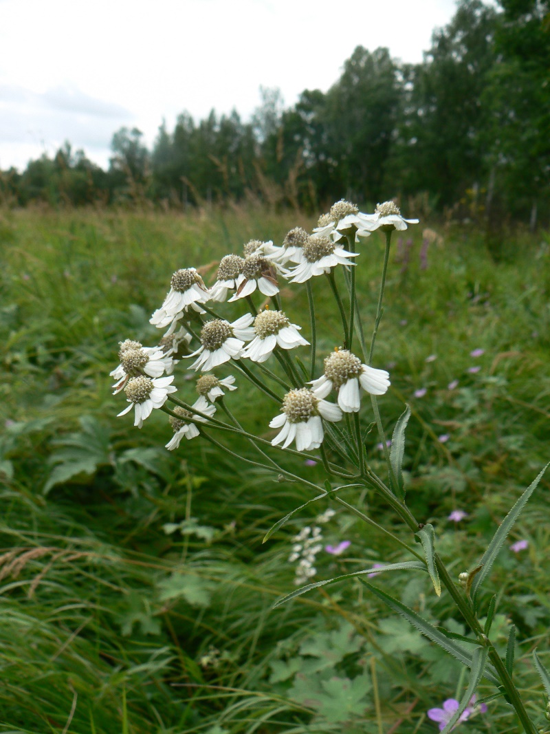 Image of Achillea ptarmica specimen.