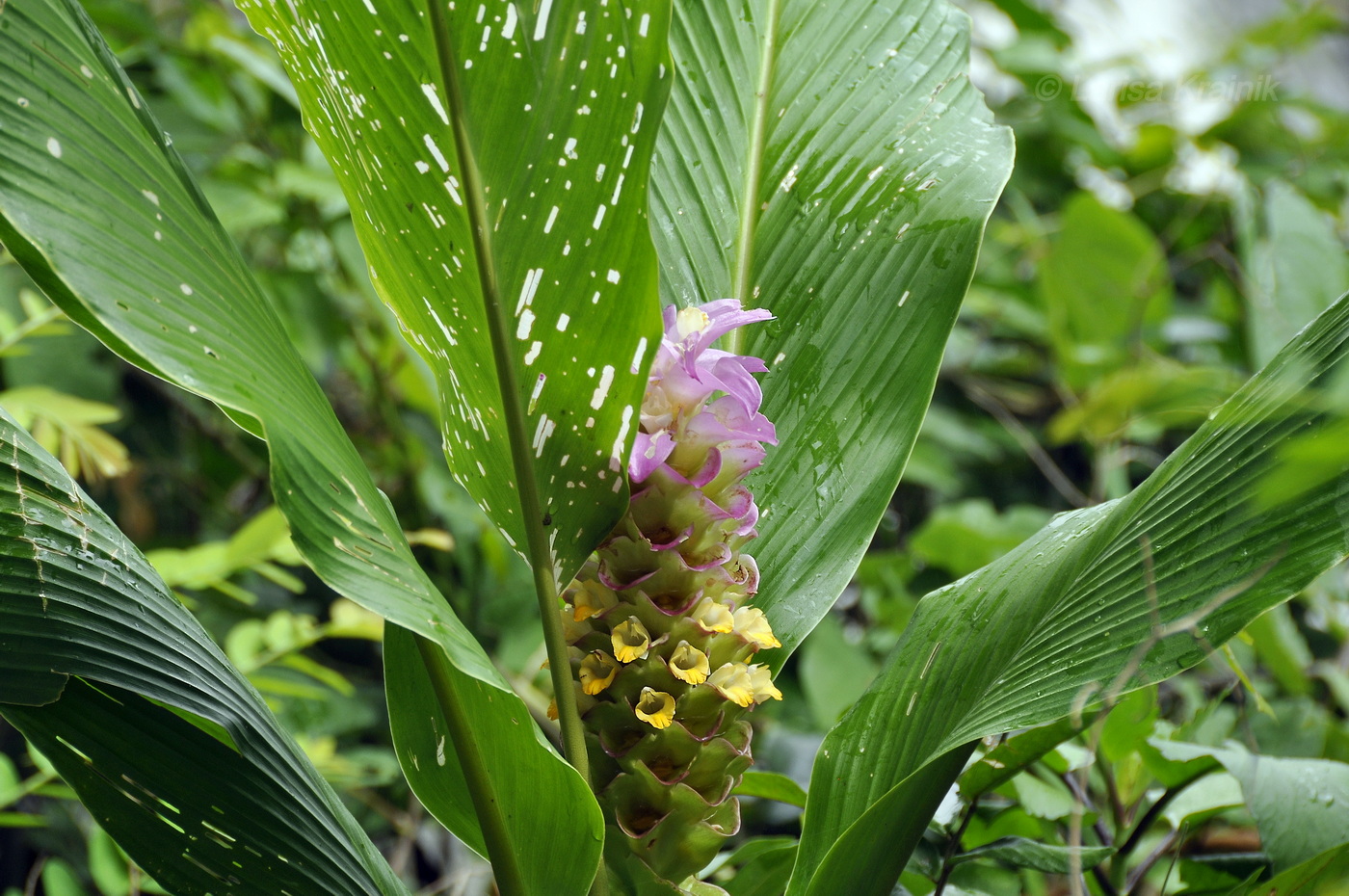 Image of genus Curcuma specimen.