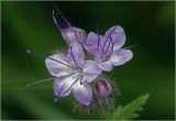 Phacelia tanacetifolia. Цветки и бутон. Московская обл., Раменский р-н, окр. дер. Хрипань, садовый участок. 13.07.2024.