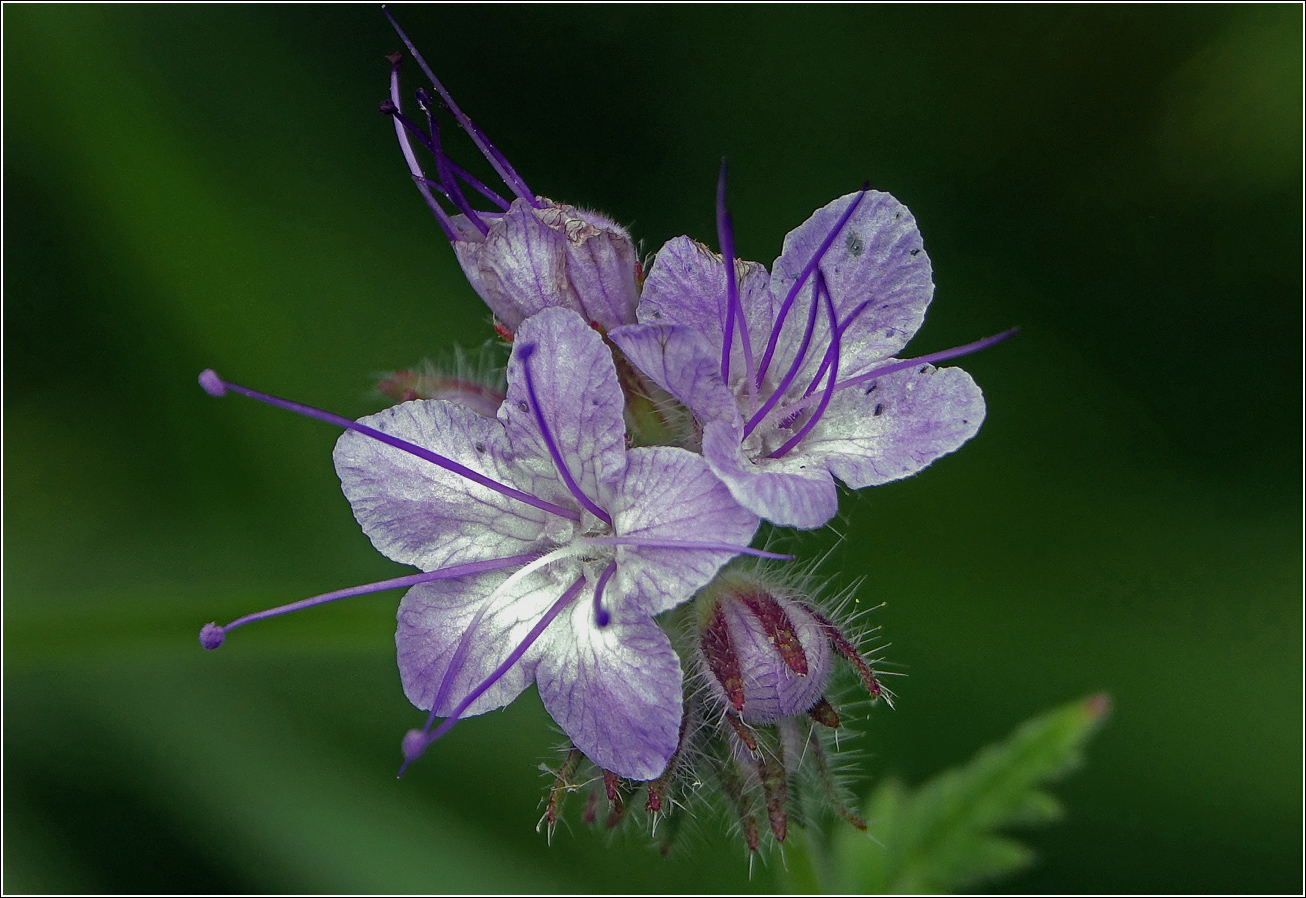 Image of Phacelia tanacetifolia specimen.