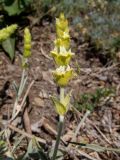 Sideritis catillaris. Верхушка побега с соцветием. Крым, Южный Берег, окр. с. Лучистое, гора Южная Демерджи, на каменисто-глинистом склоне. 03.06.2024.