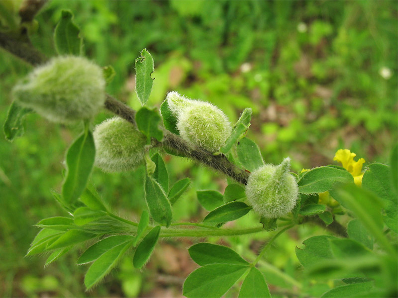 Изображение особи Chamaecytisus hirsutus.