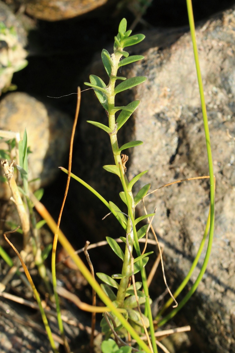 Изображение особи Glaux maritima.