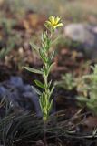 Смотреть изображение Helianthemum lasiocarpum