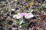 Смотреть изображение Centaurea willdenowii