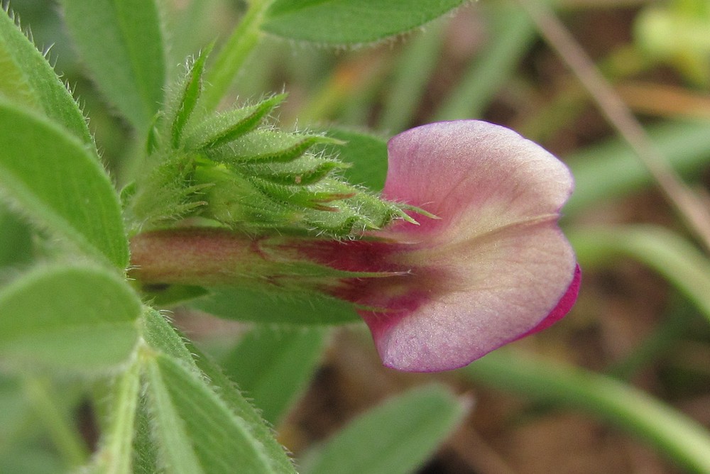 Image of Vicia cordata specimen.