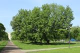 View full-size image Acer negundo
