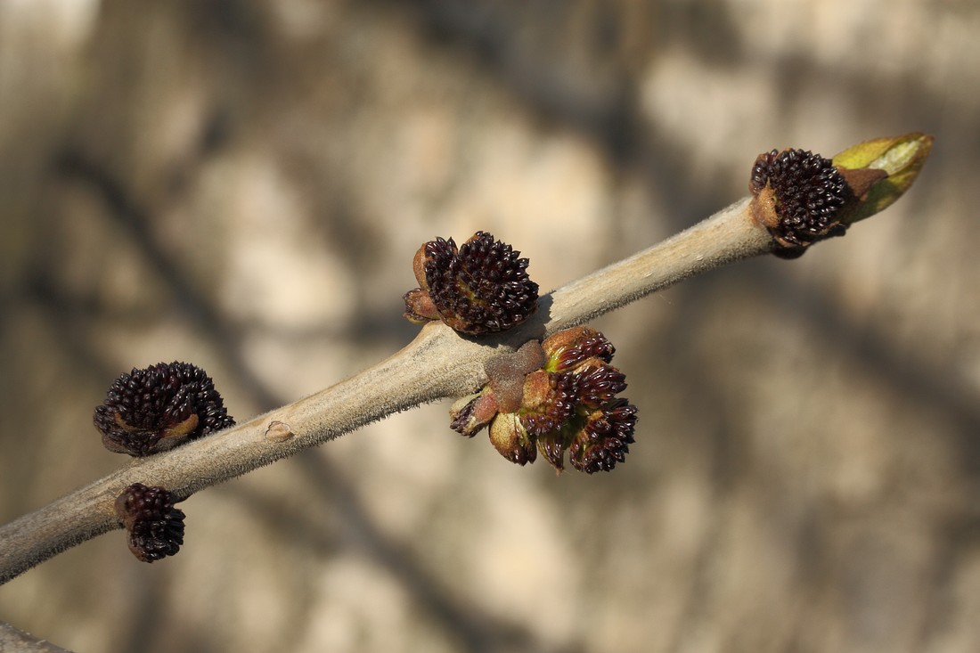 Изображение особи Fraxinus pennsylvanica.