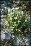 Arenaria grandiflora. Цветущее растение. Чешская республика, Южная Моравия, национальный природный резерват Děvín-Kotel-Soutěska, 02.05.2008.