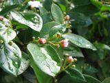 Cotoneaster lucidus