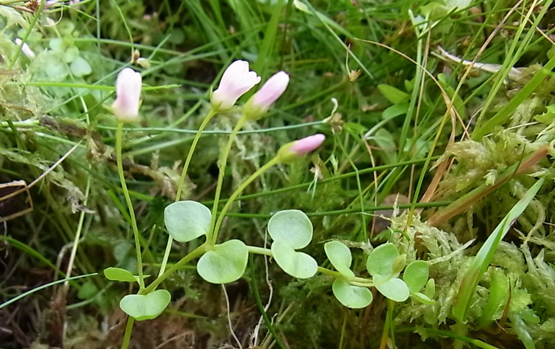 Image of Anagallis tenella specimen.