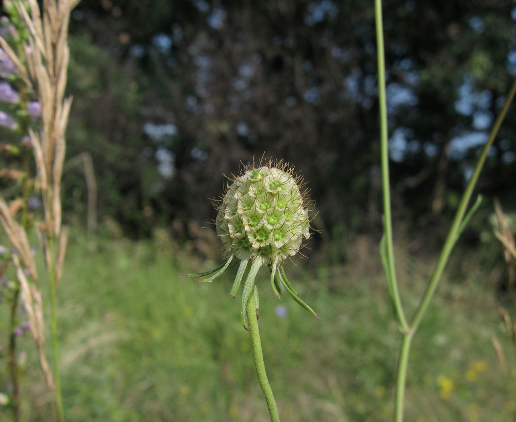 Image of Scabiosa ochroleuca specimen.