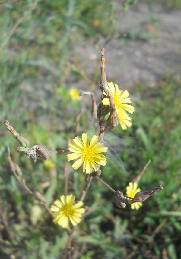 Изображение особи Lactuca serriola.