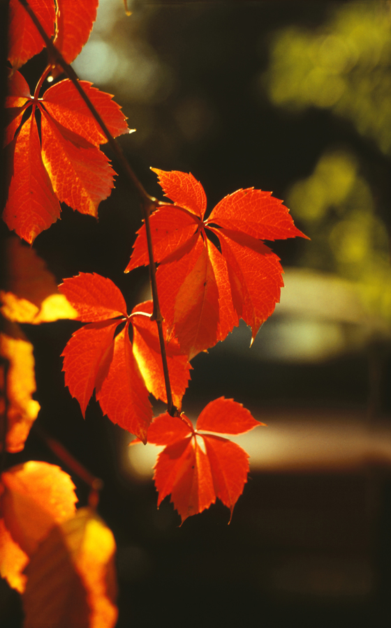 Image of Parthenocissus quinquefolia specimen.