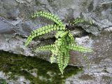Asplenium trichomanes. Растение на стене ограждения. Абхазия, Гудаутский р-н, г. Новый Афон, Новооафонский монастырь. 17 июля 2008 г.