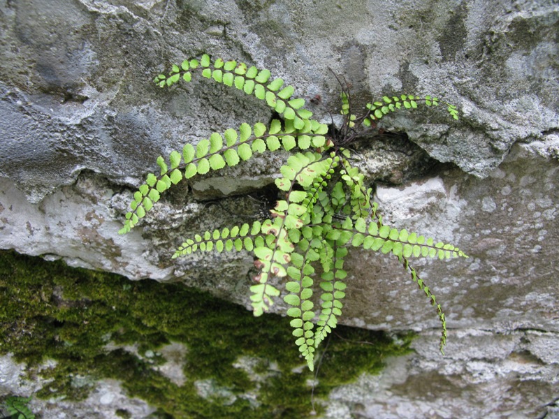 Изображение особи Asplenium trichomanes.