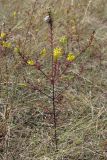 Orthanthella lutea