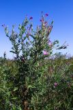 Epilobium villosum